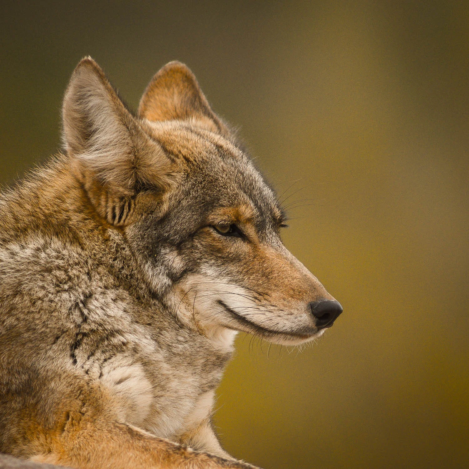 Resting_Coyote-01273.jpg