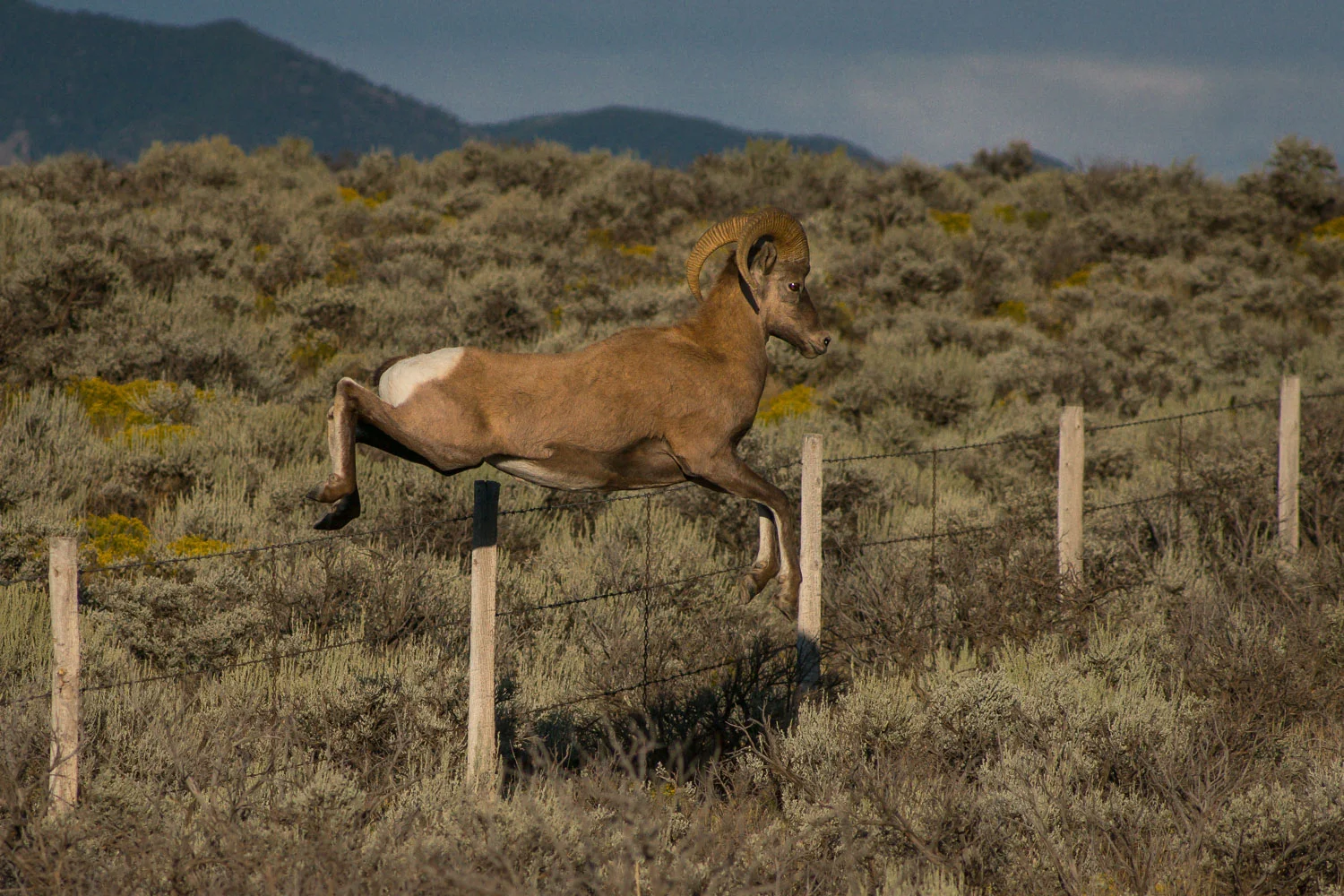 RioGrande_Bighorn-03234.jpg