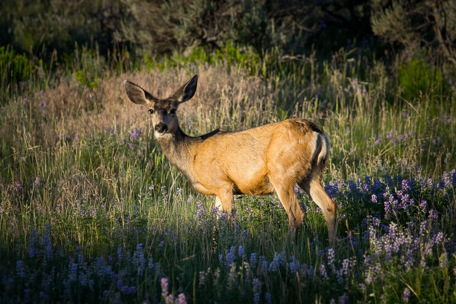 Wagon_Creek_Doe-06738.jpg