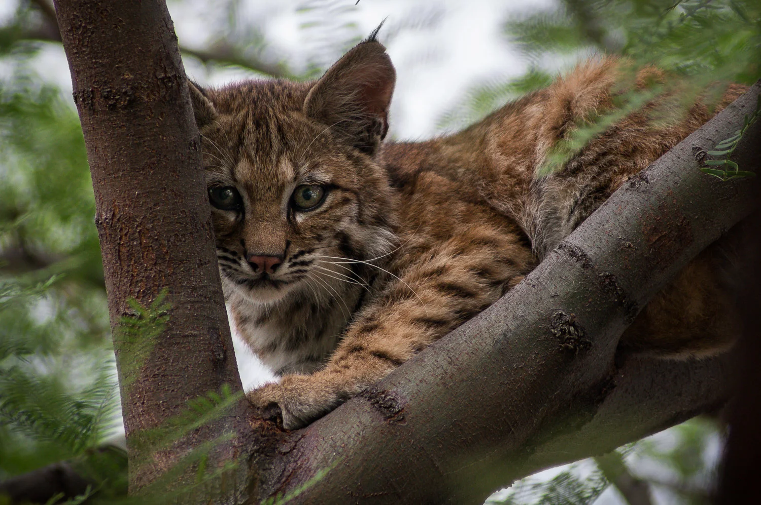 Young_Bobcat-02142.jpg
