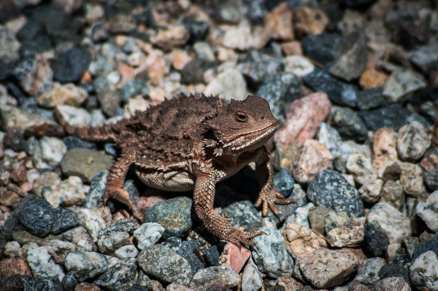 co_horned_lizard-09335.jpg