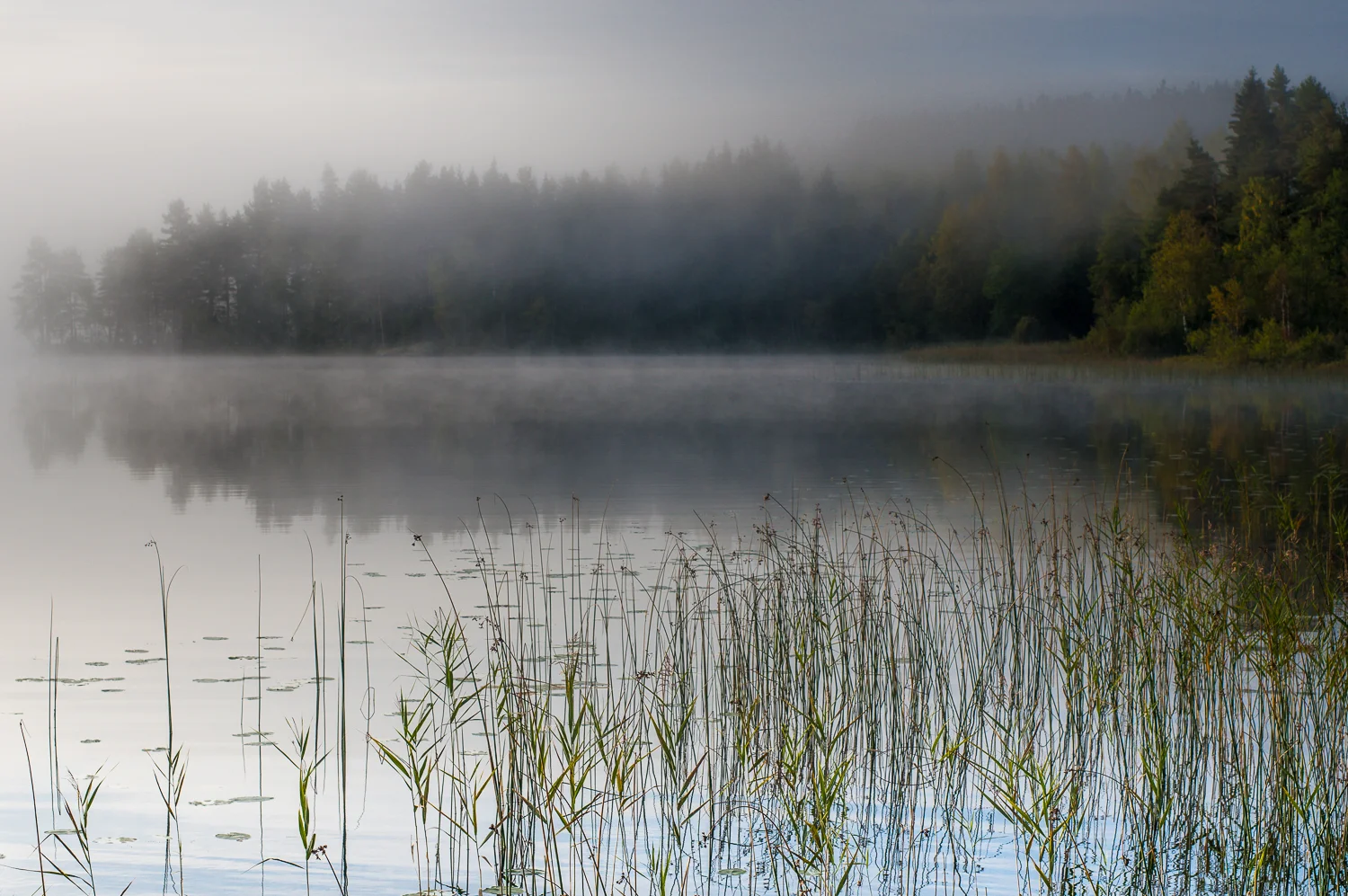 Hall_Shoreline_mist-05758.jpg