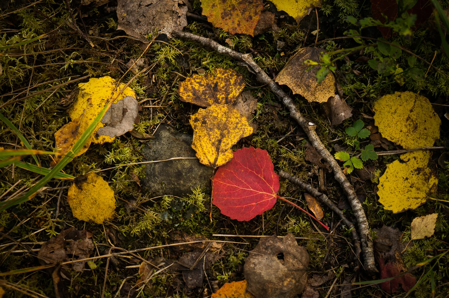 fall_leaf_patterns-07097.jpg