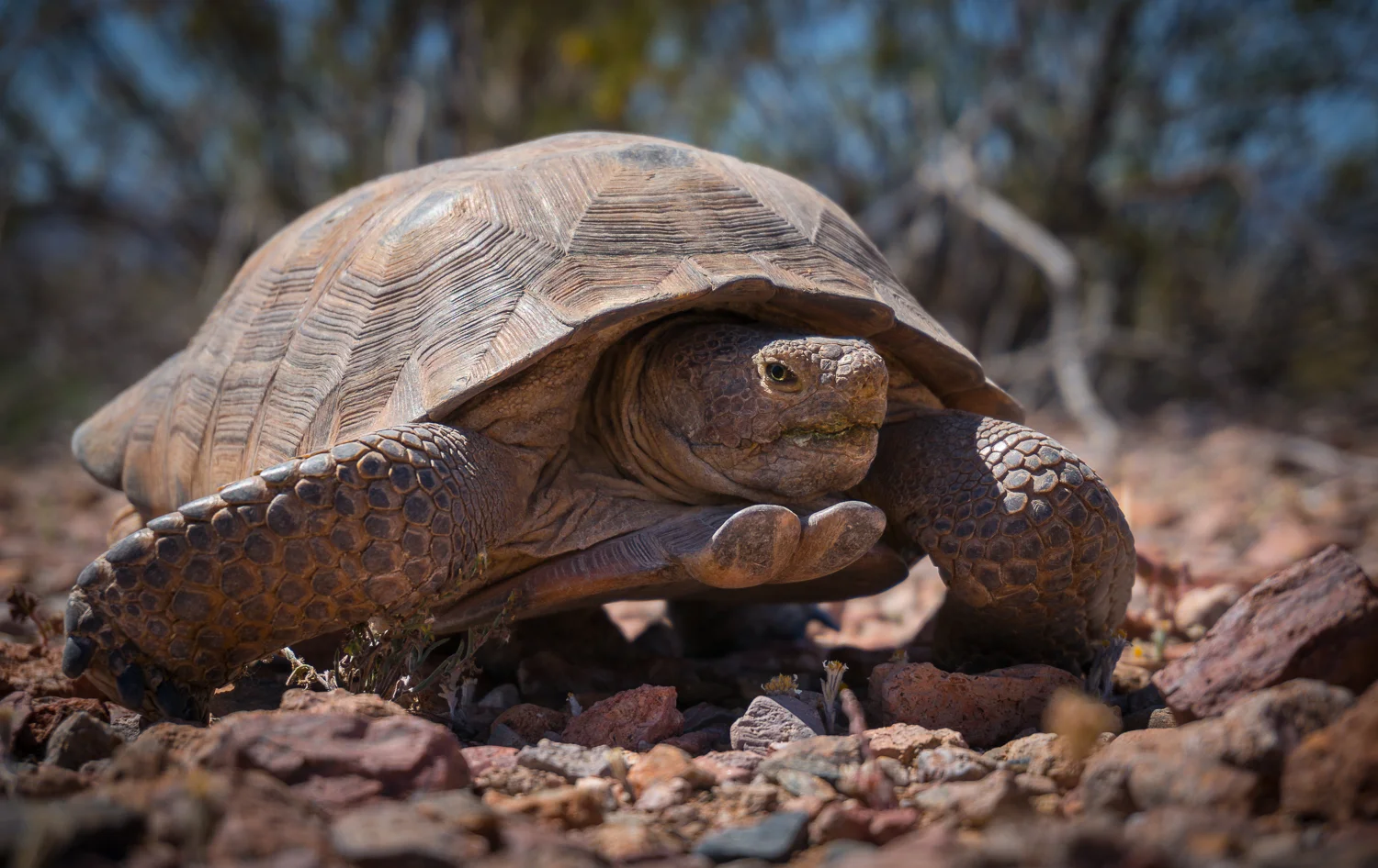 Tortoise_stare-04226.jpg