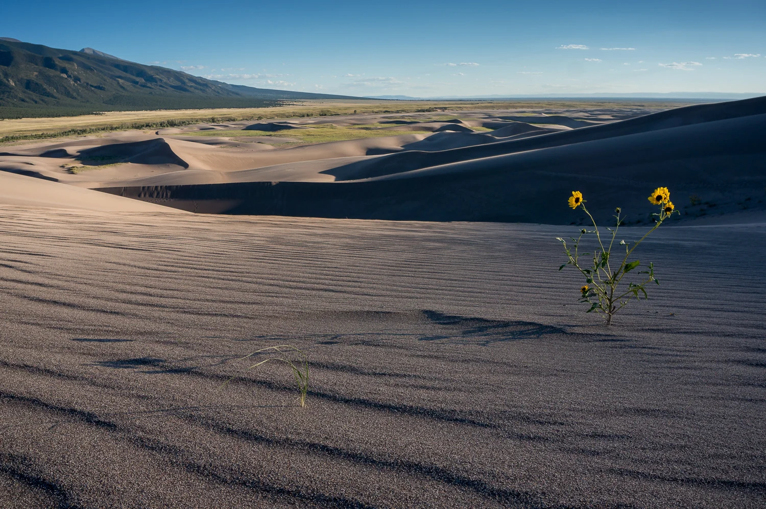 sunflower_dune-07899.jpg