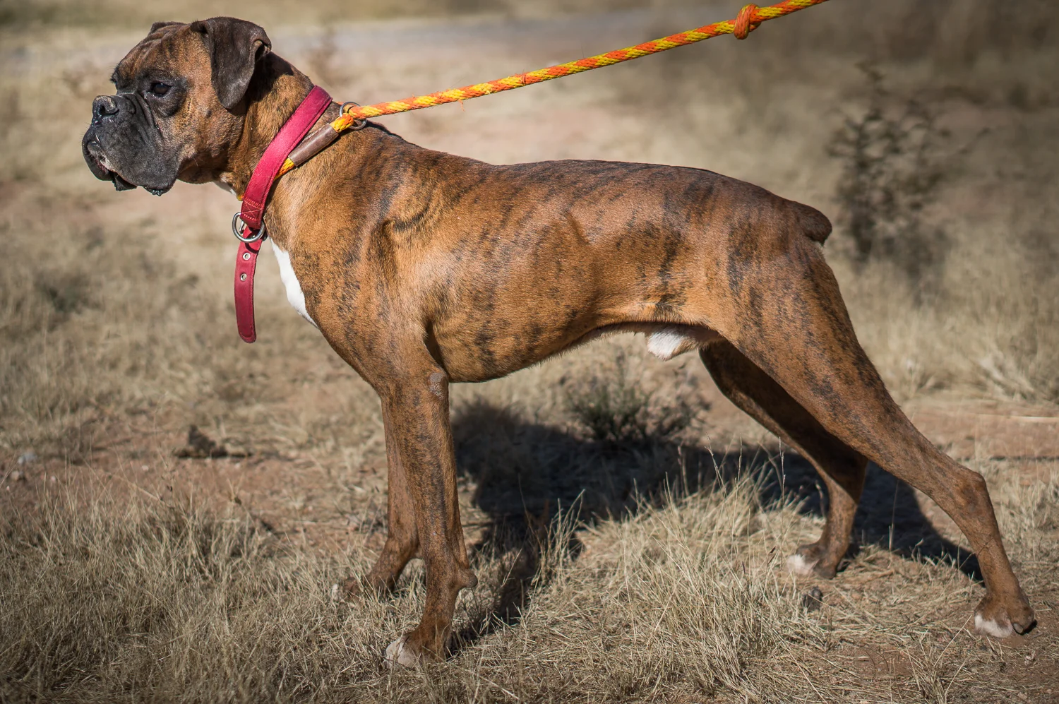 rescue_dog-00065.jpg