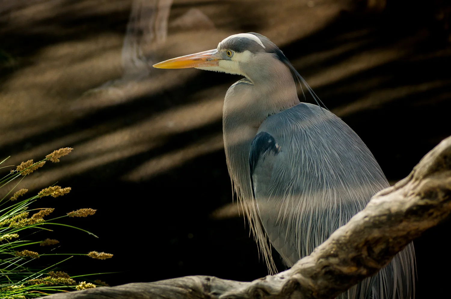 heron_behind_glass-09832.jpg