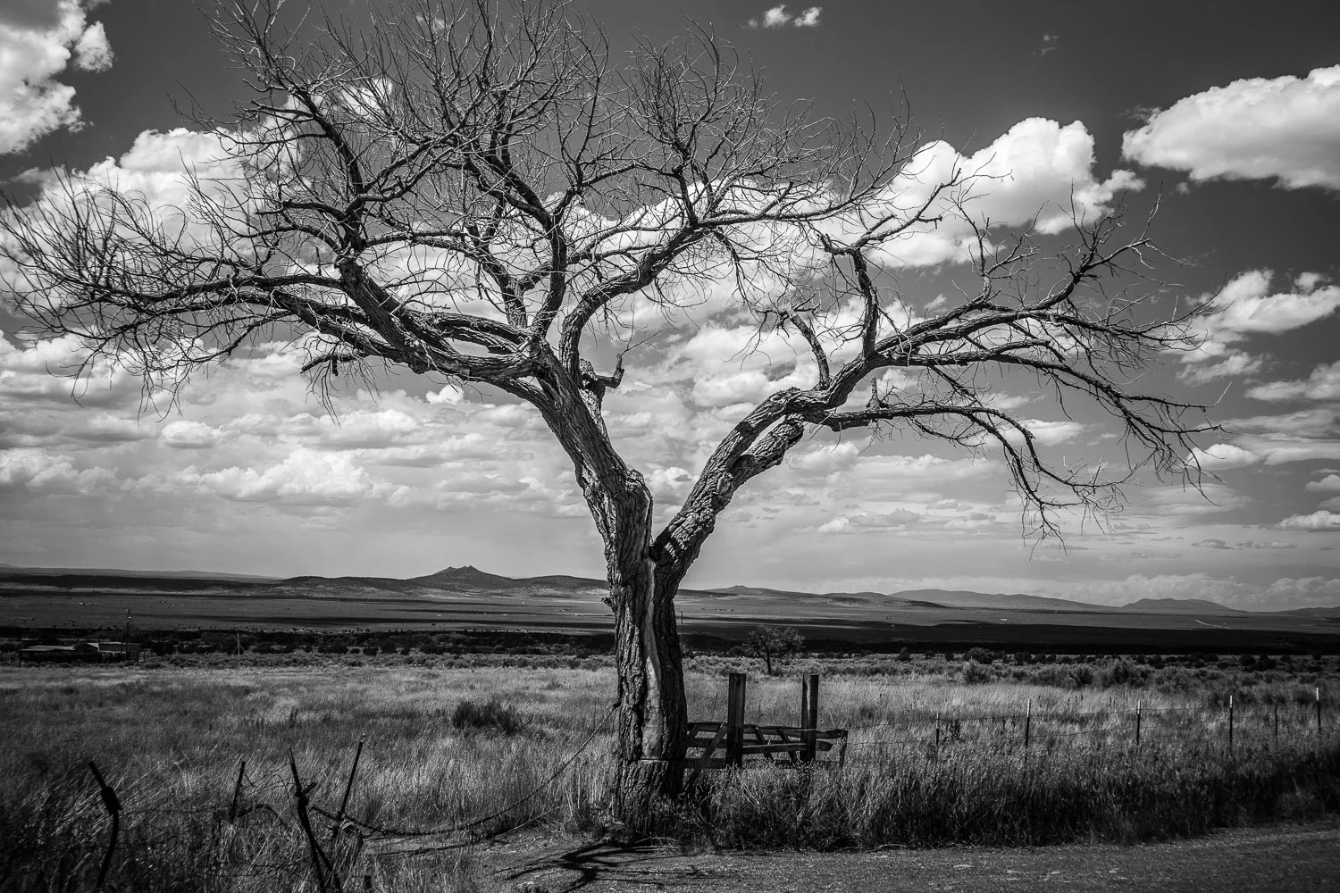 taos_tree-.jpg