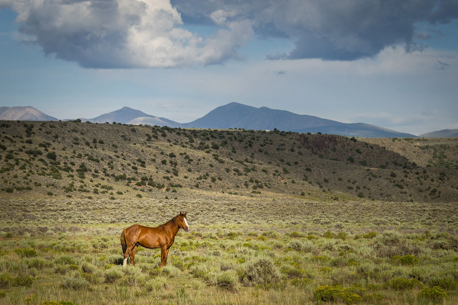 wild_and_free-06715.jpg