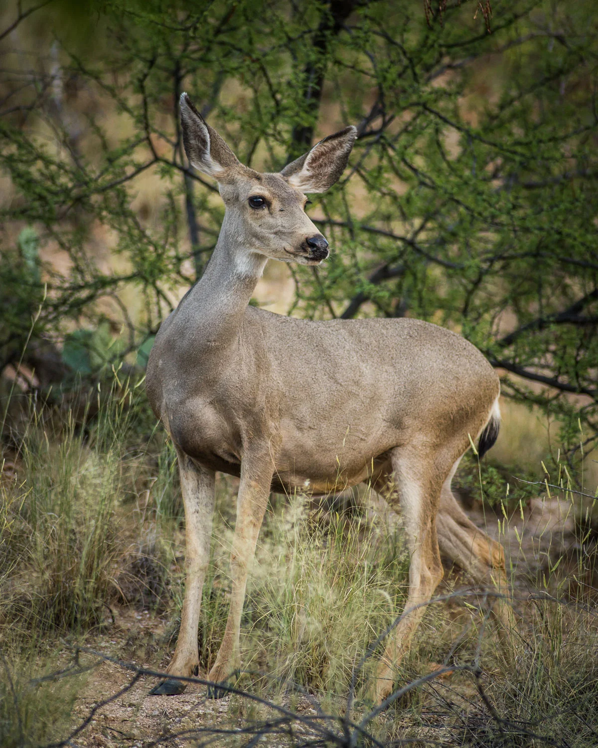 Deer_desert_slope-08523.jpg