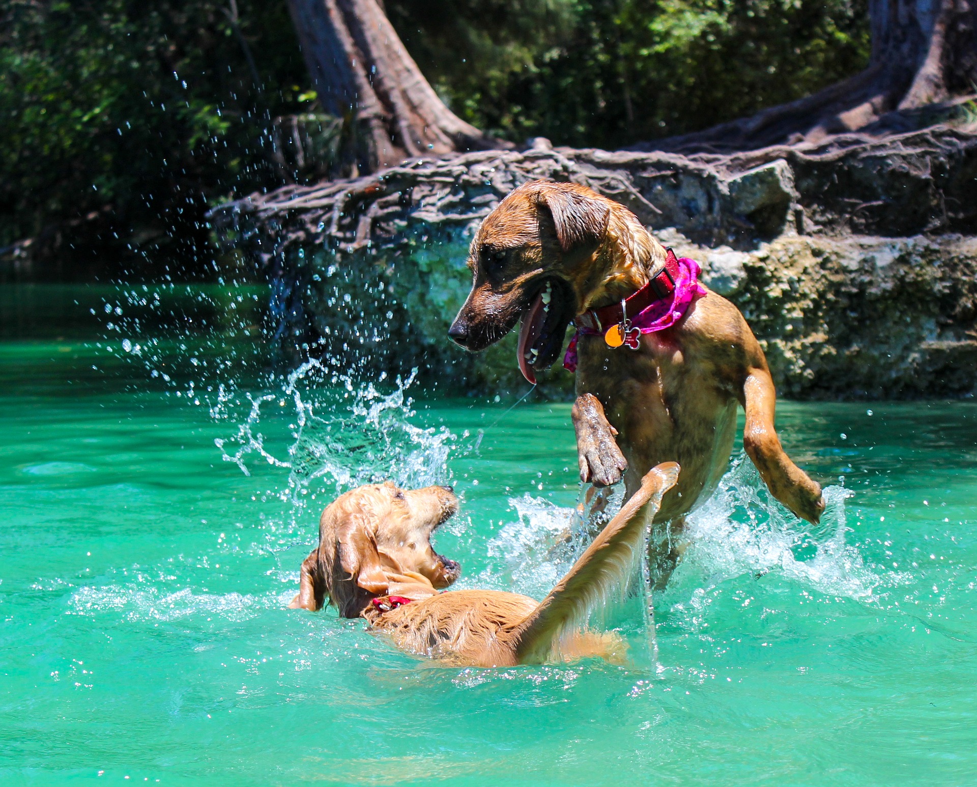 dog-2039354_1920.jpg