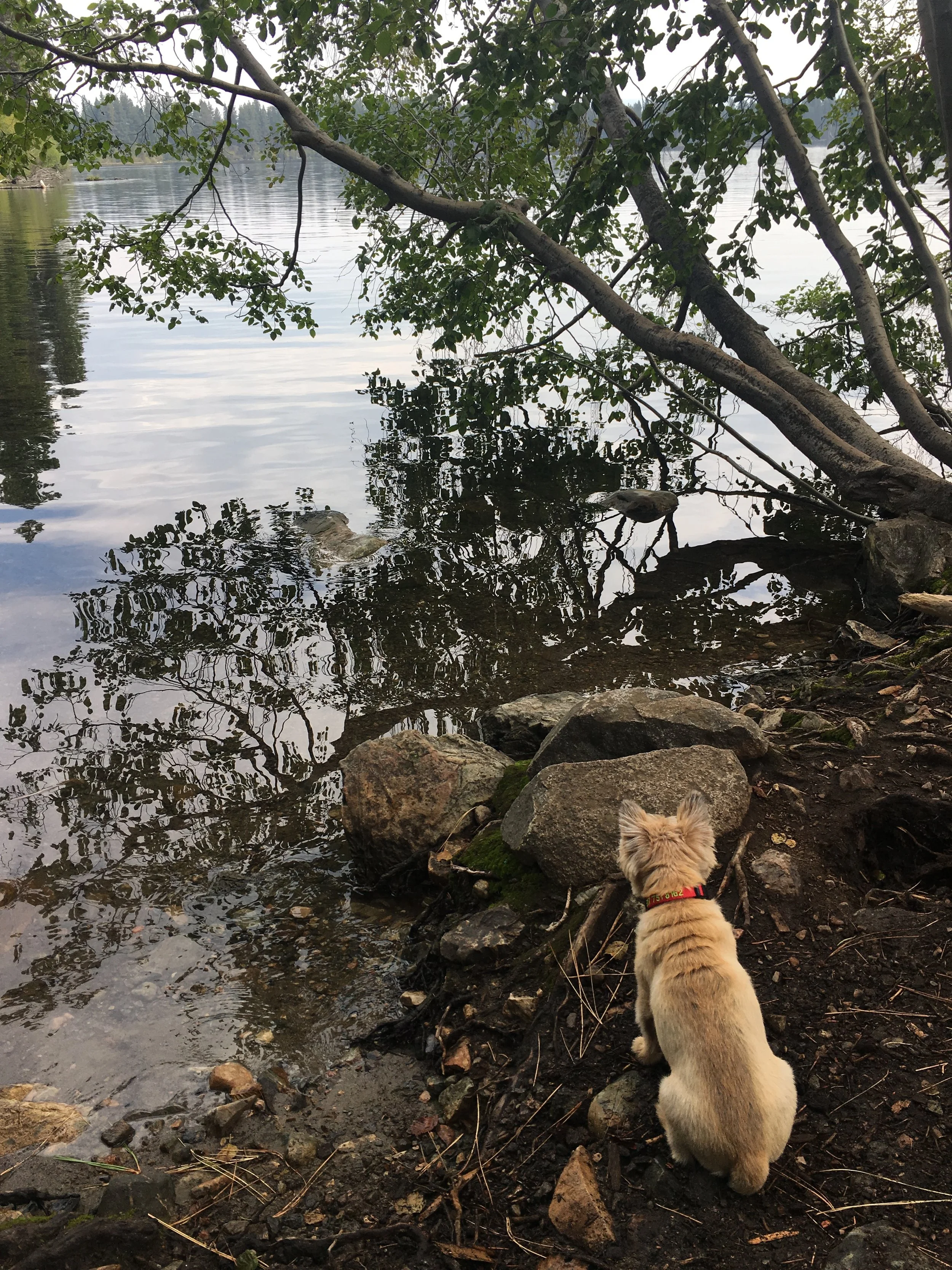 Calendar - Ladybug 2.JPG