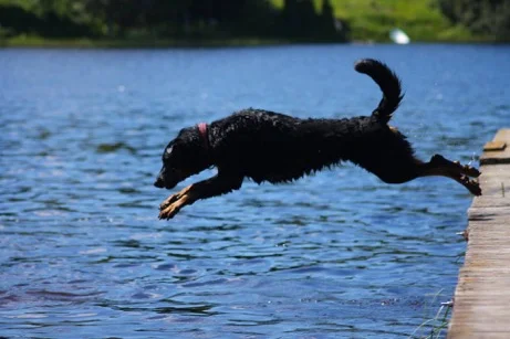 beauceron-1394416_1920.jpeg