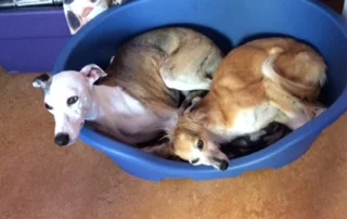 Lily & Kila.jpg