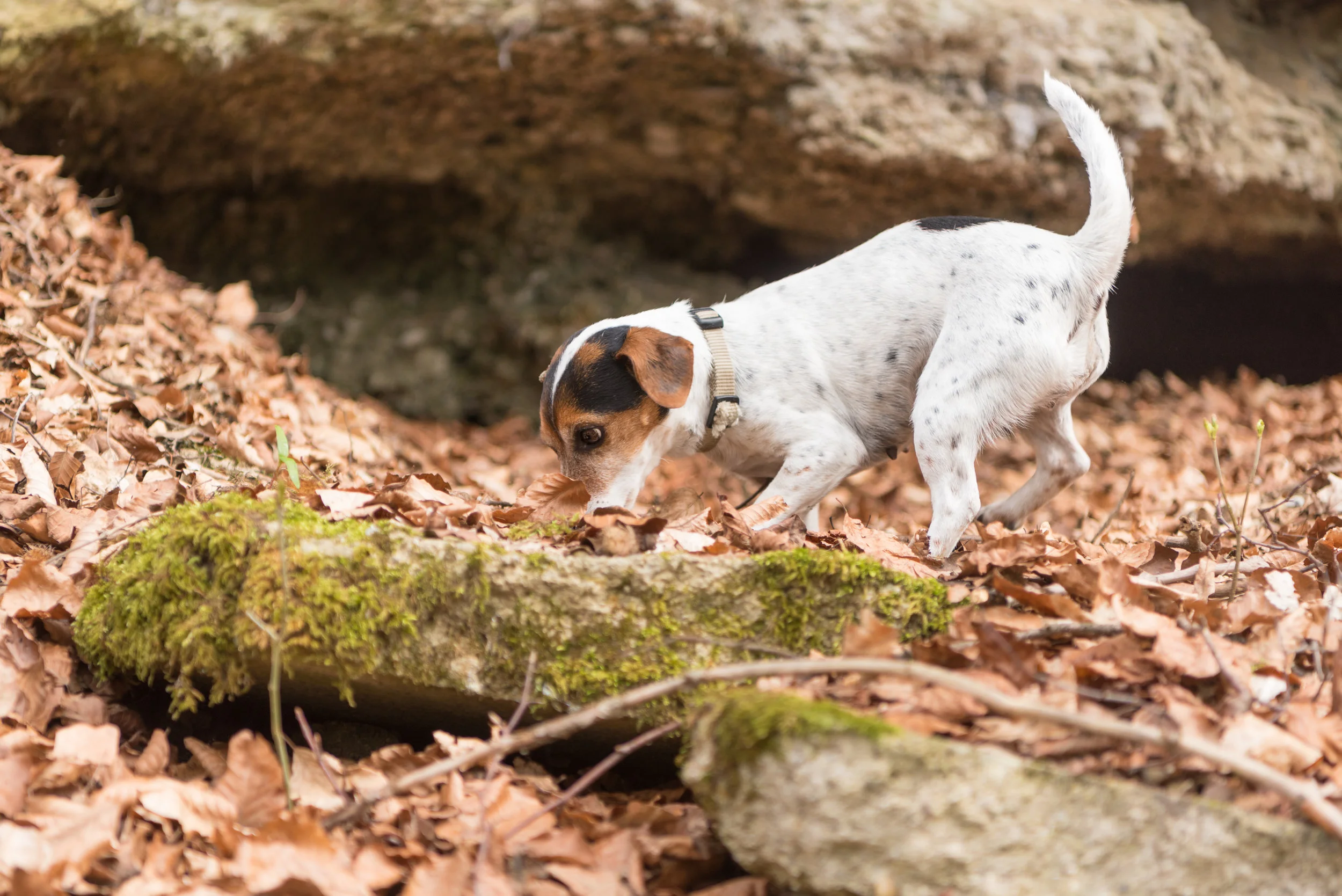 shutterstock_624679364.jpg