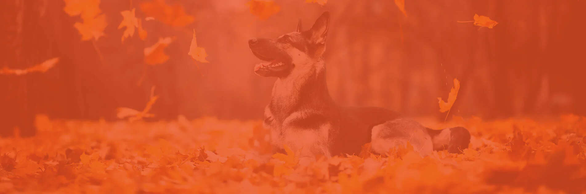 Fall.jpg