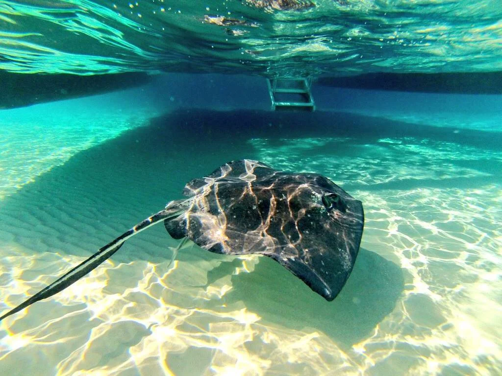 GoPro Photo Essay: Stingray City on Grand Cayman