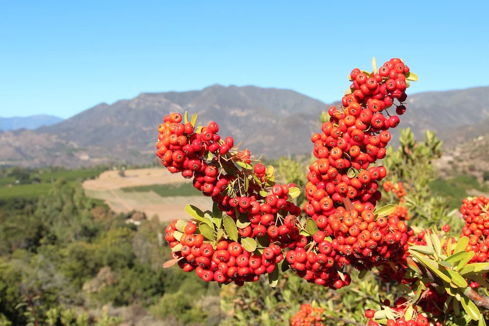 Photo Essay: Weekend Getaway to Ojai, California