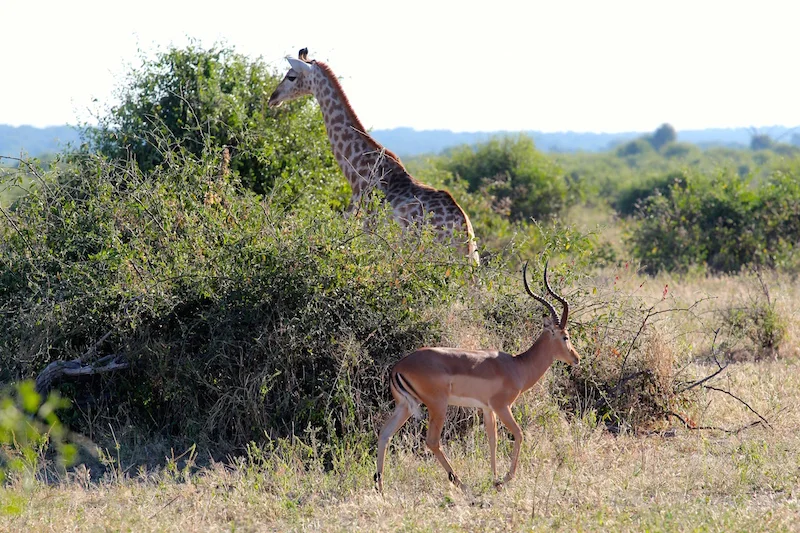Photo Essay: A Tour in Photos of Chobe National Park in Botswana, Africa