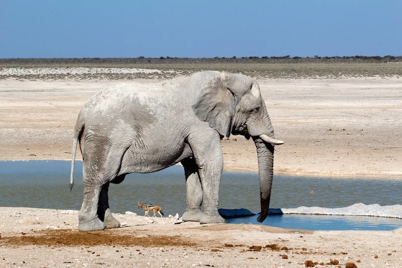 A Budget Africa Safari for Less Than $1,000, Part One