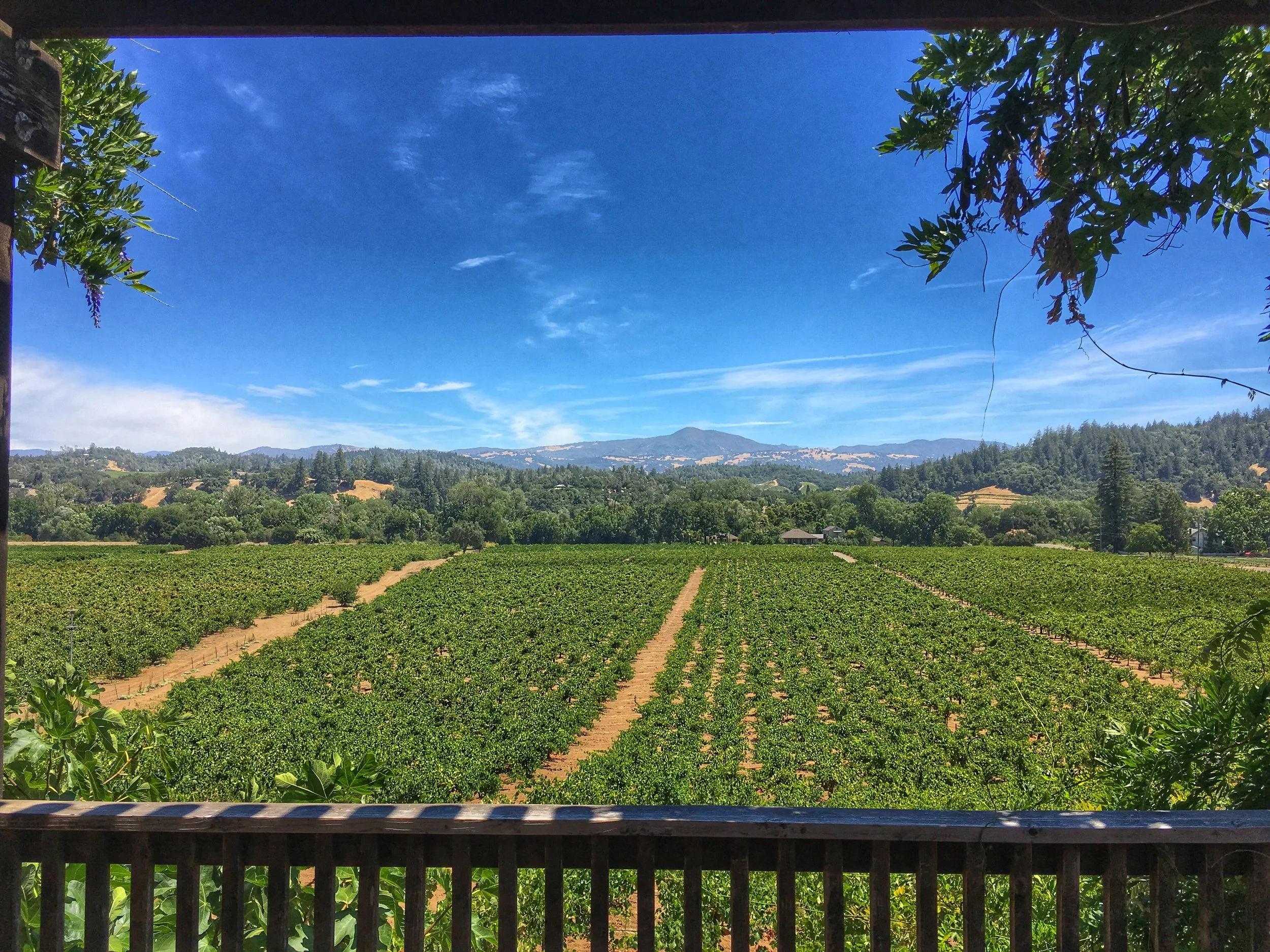 Wine Tasting Workouts in Sonoma's Dry Creek Valley