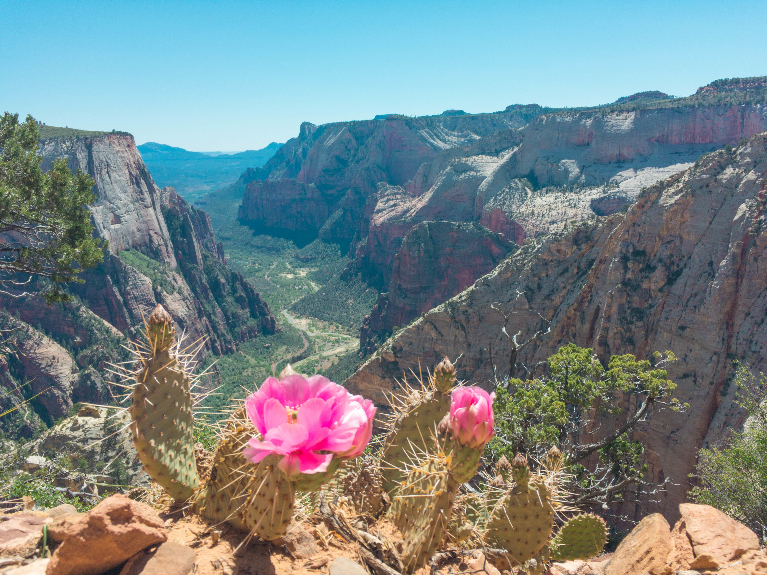 Photo Essay: Hiking Observation Point in Zion National Park