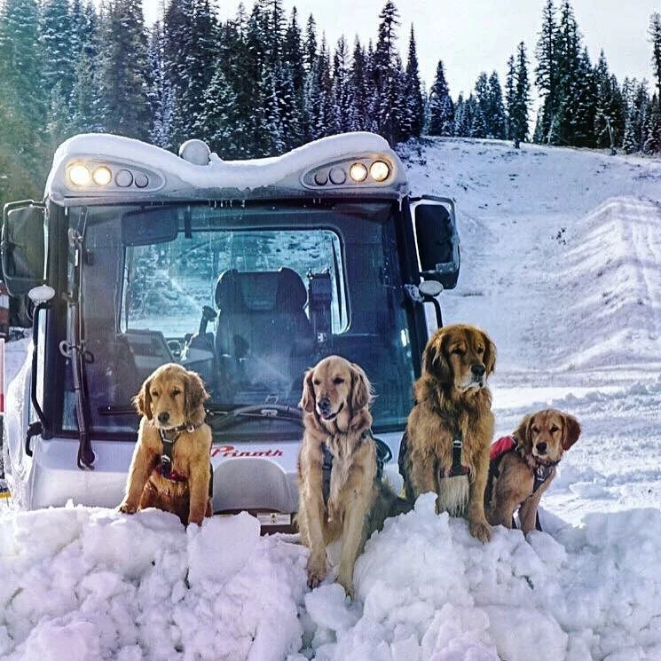 11 Dogs.jpg