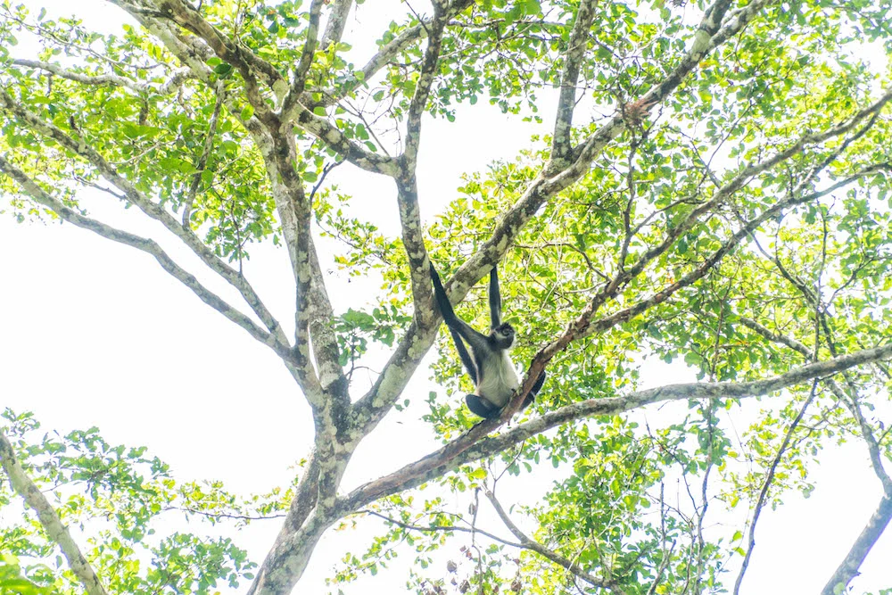 Spider monkey in Tikal.jpg