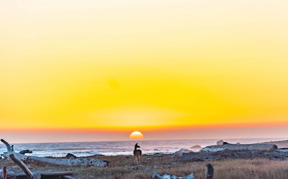 Lost Coast at sunset.jpg