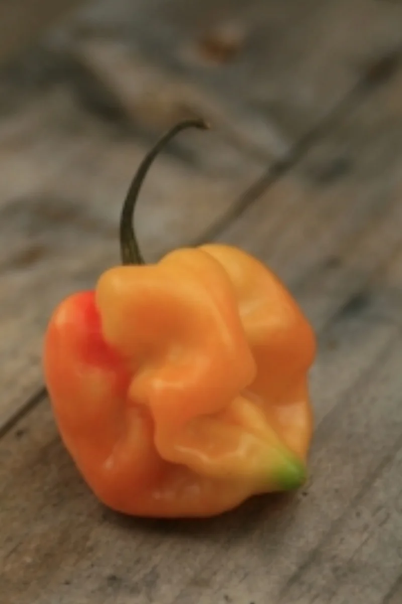 A juicy scotch bonnet pepper