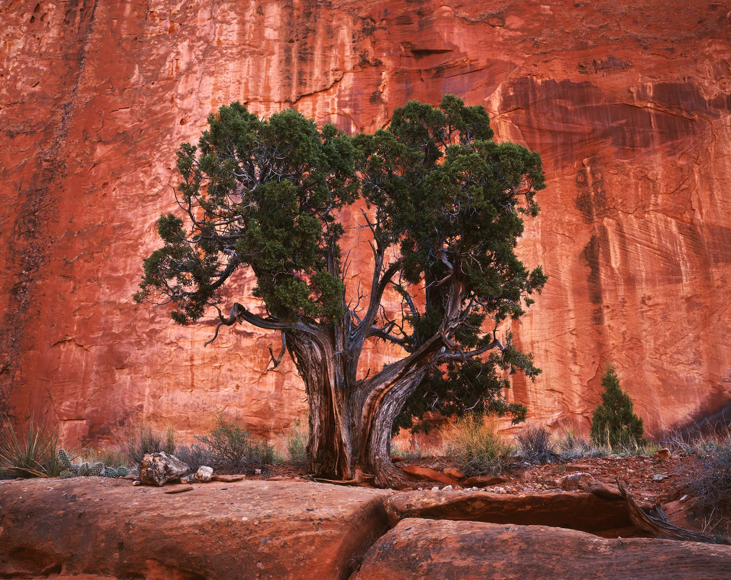 Life Force: Fuji Velvia 50 8x10 | Fujinon 300c | Ebony RW810 | 3 seconds @ f/45 | No Filters
