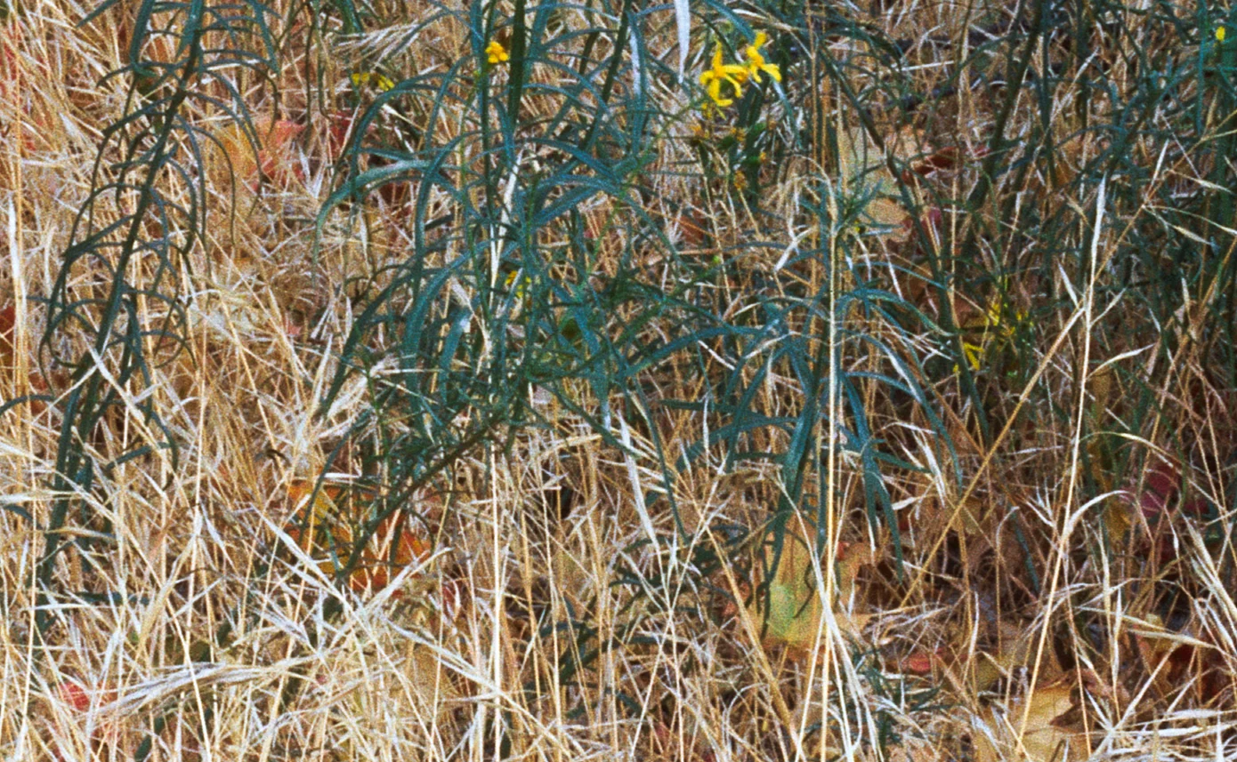 middle_grass.jpg