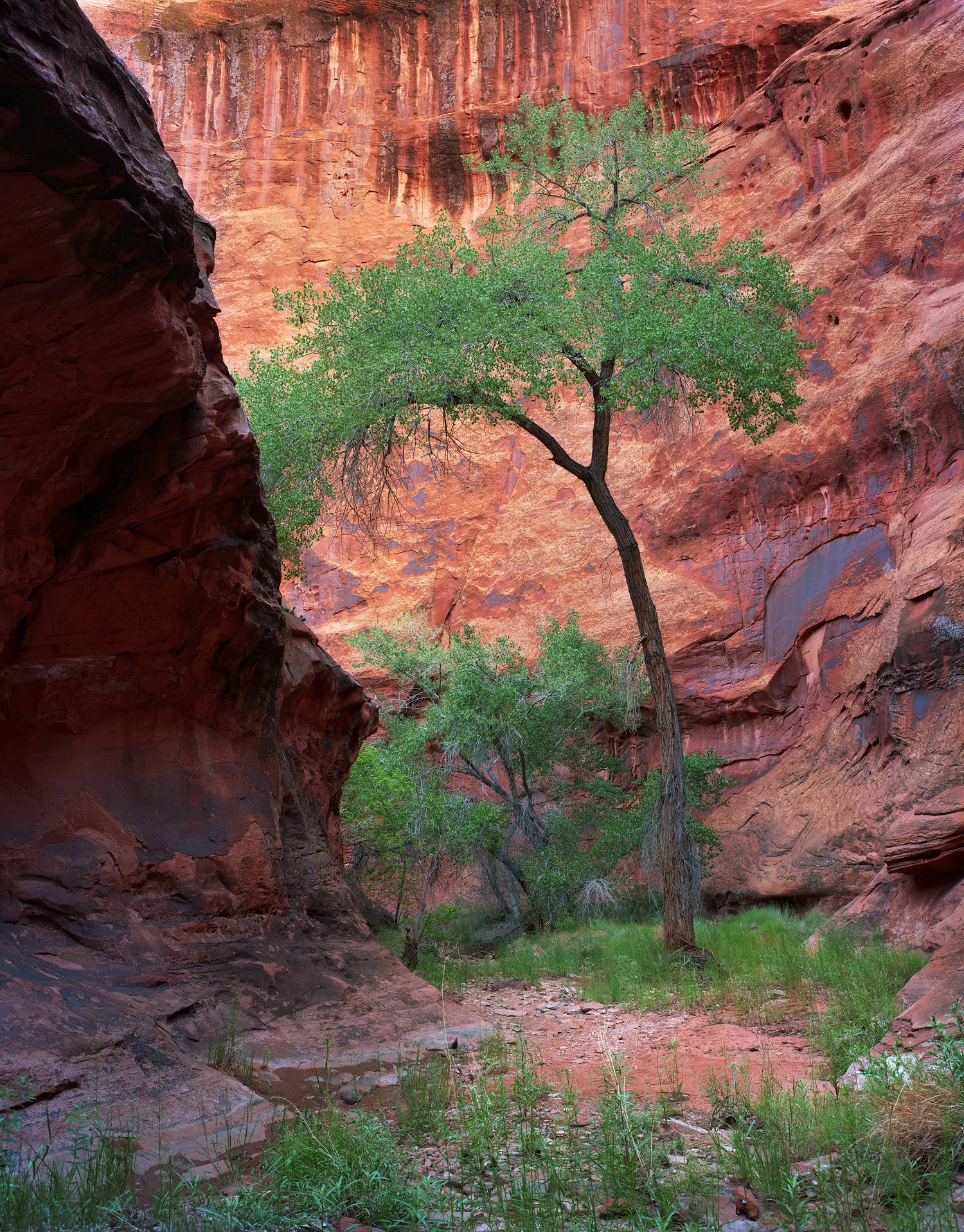 Secluded | Glen Canyon, Utah