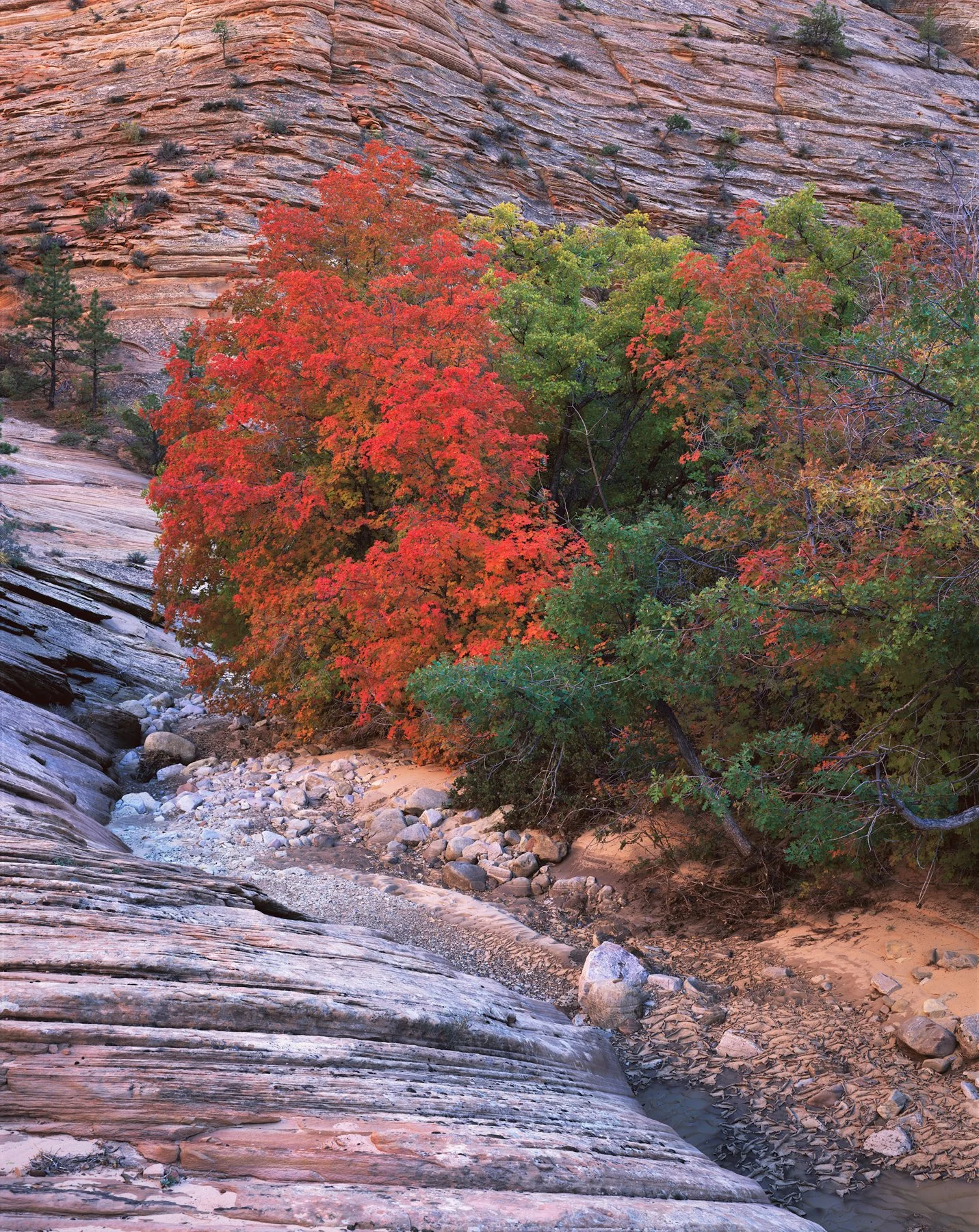   A Quiet Moment  | Zion National Park, Utah (2018) 