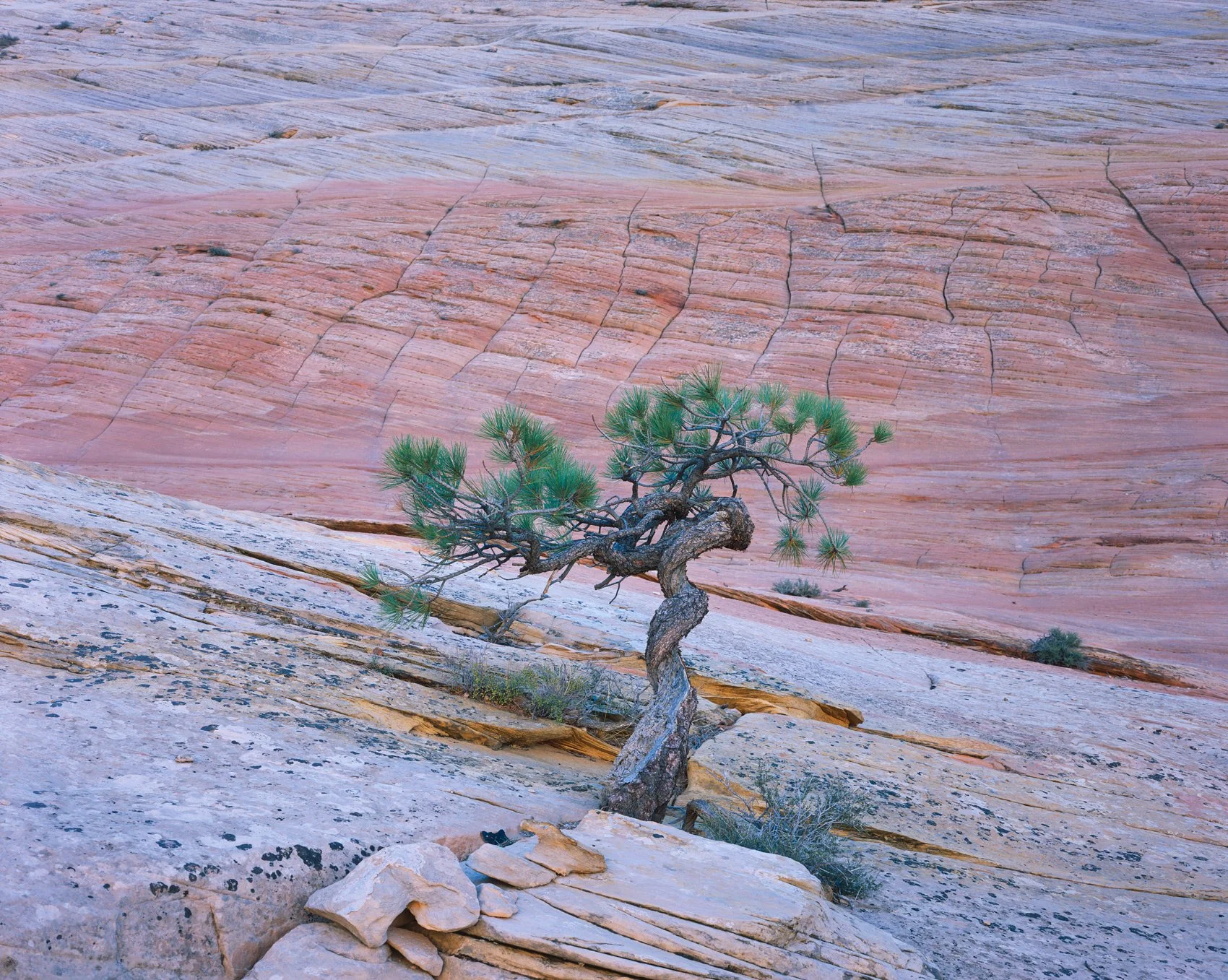   Twisted Ponderosa  | Zion National Park, Utah (2025) 