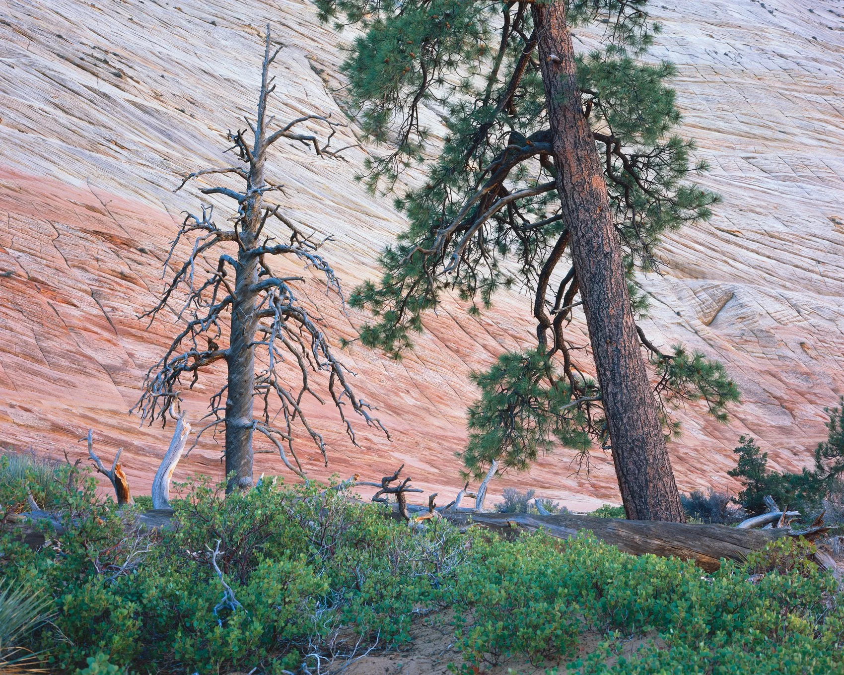   Old Friends  | Zion National Park, Utah (2024) 