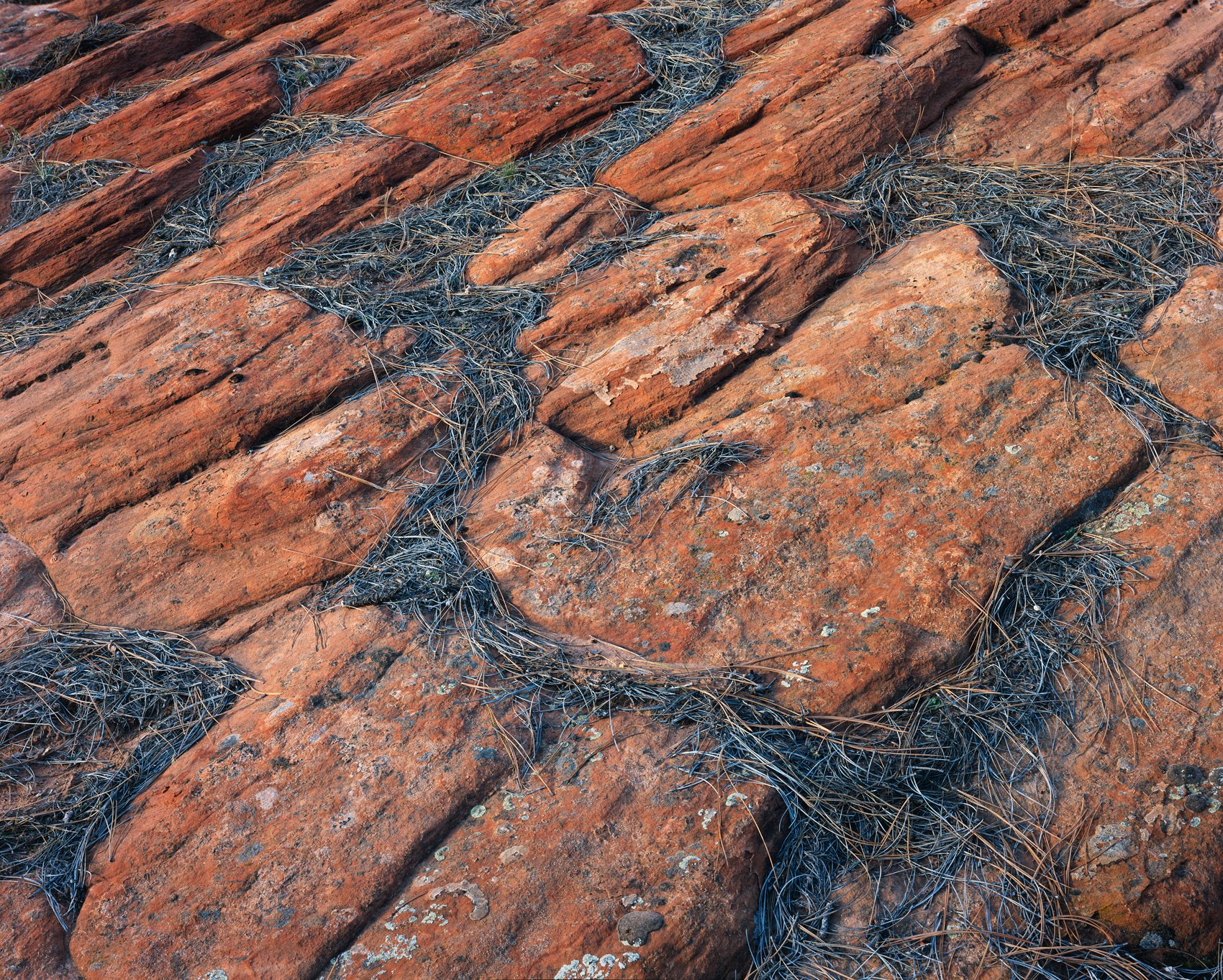   of Wind and Stone  | Zion National Park, Utah (2025) 