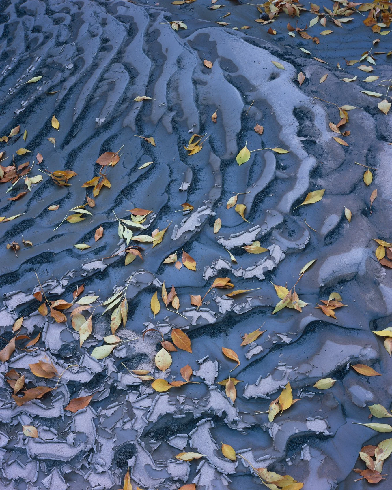  Autumn Swirl  | Zion National Park, Utah (2025) 