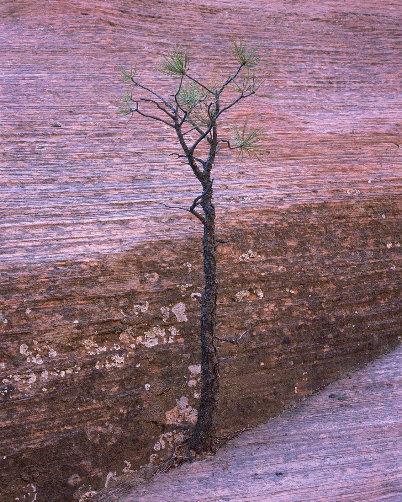   Mighty Ponderosa  | Zion National Park, Utah (2025) 