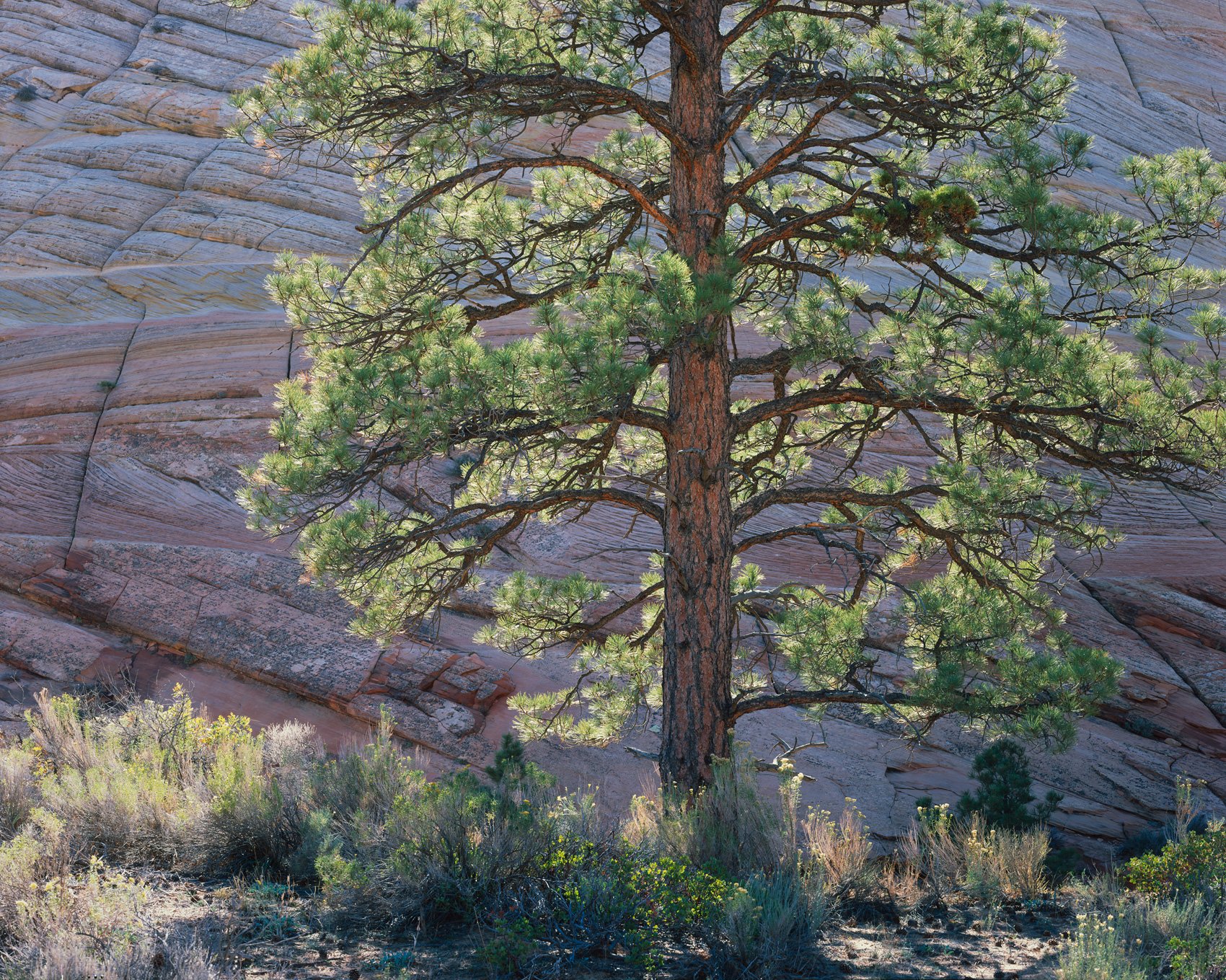   Backlit Ponderosa  | Zion National Park, Utah (2025) 