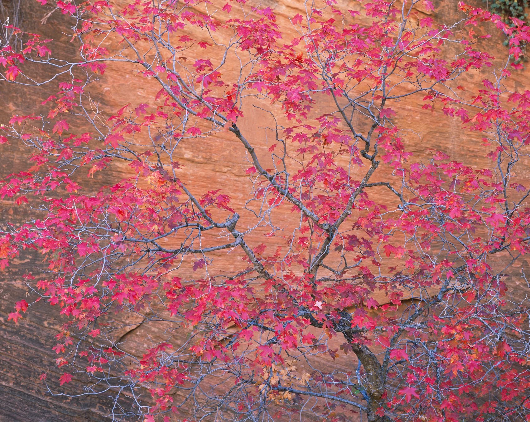   Maple Glory  | Zion National Park, Utah (2025) 