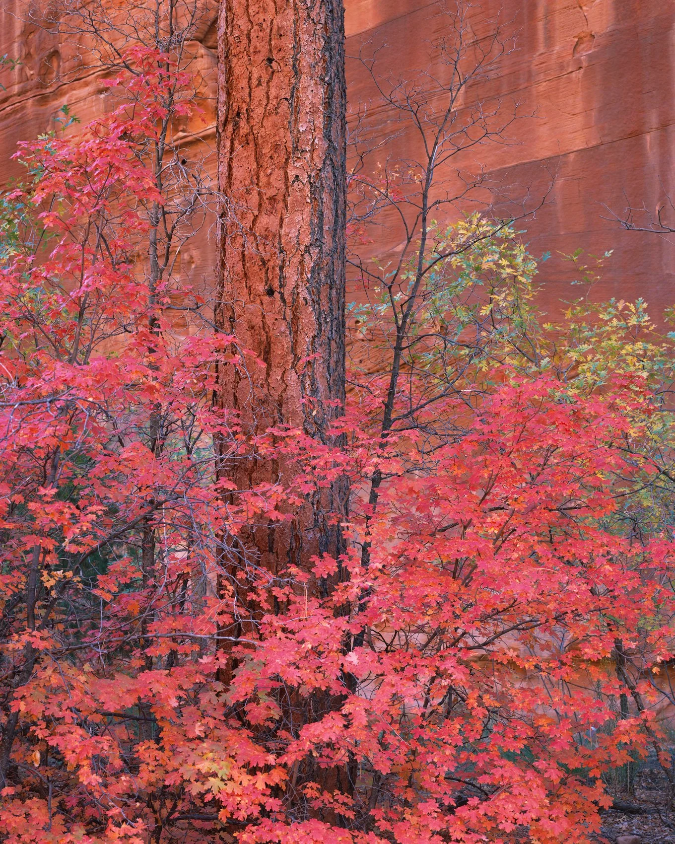   Canyon Camouflage  | Zion National Park, Utah (2025) 