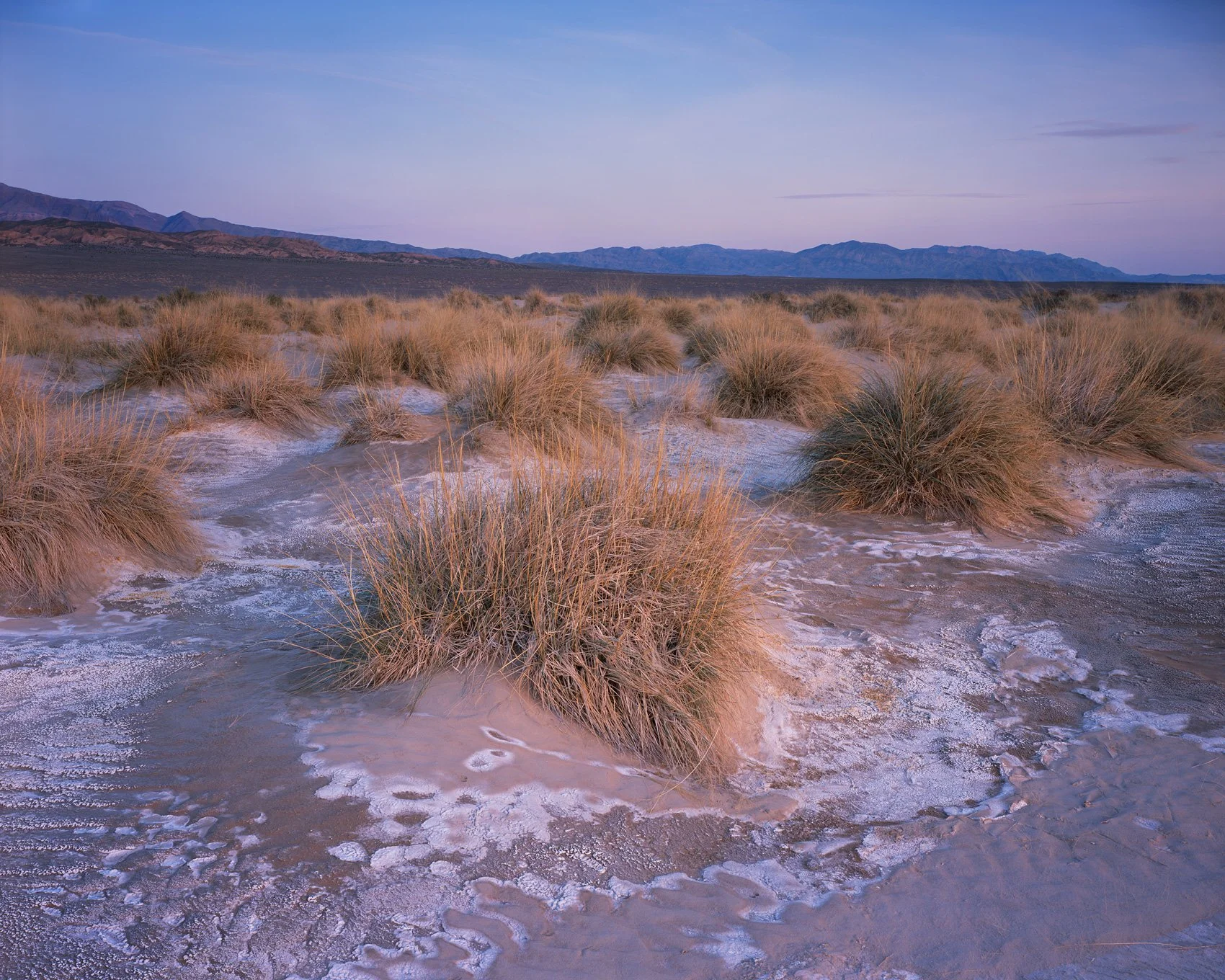   Among the Salt Grass  | Death Valley, California (2026) 