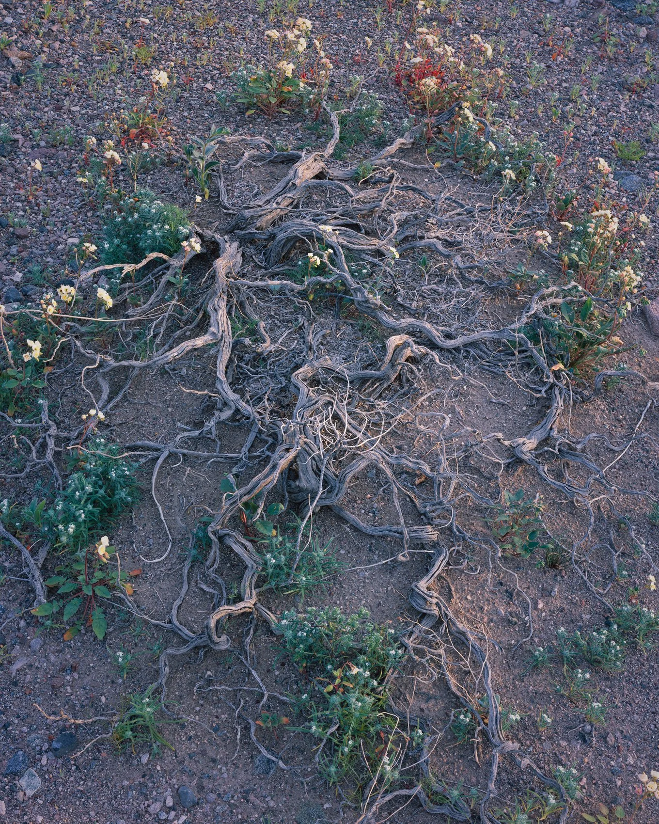   Circle of Life  | Death Valley, California (2026) 