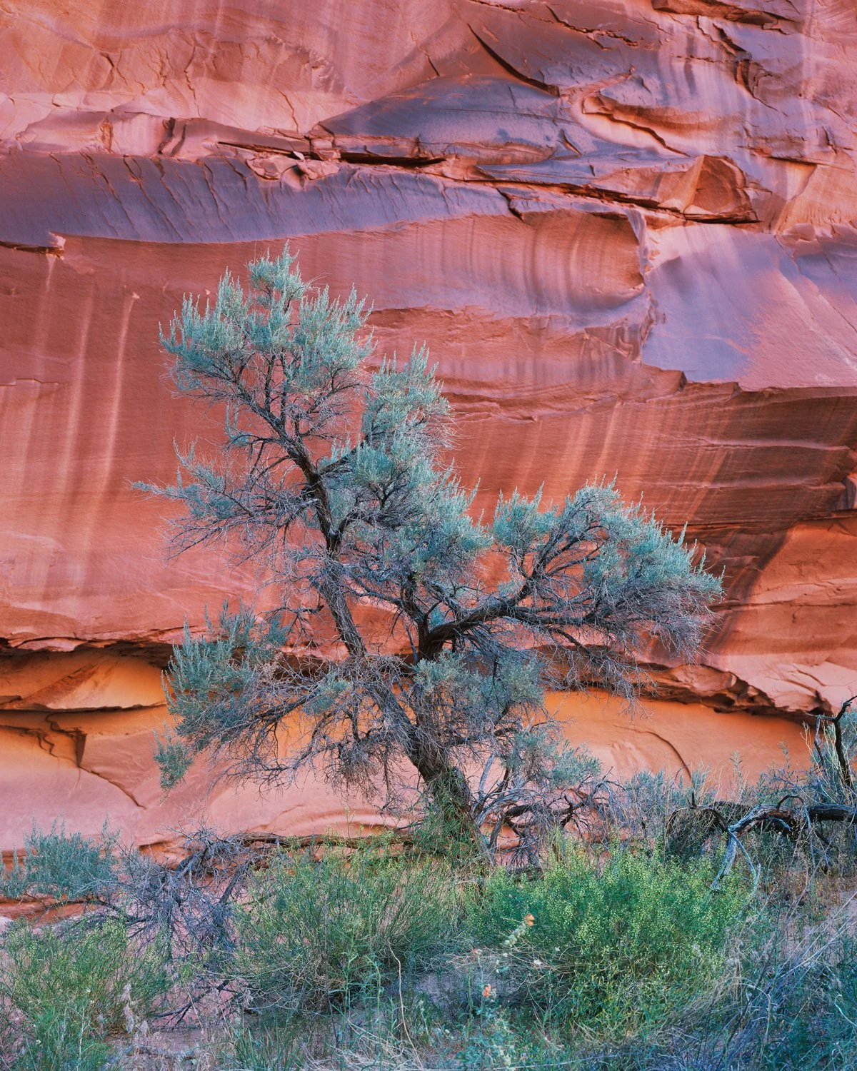   Canyon Sage  | Glen Canyon, Utah (2026) 