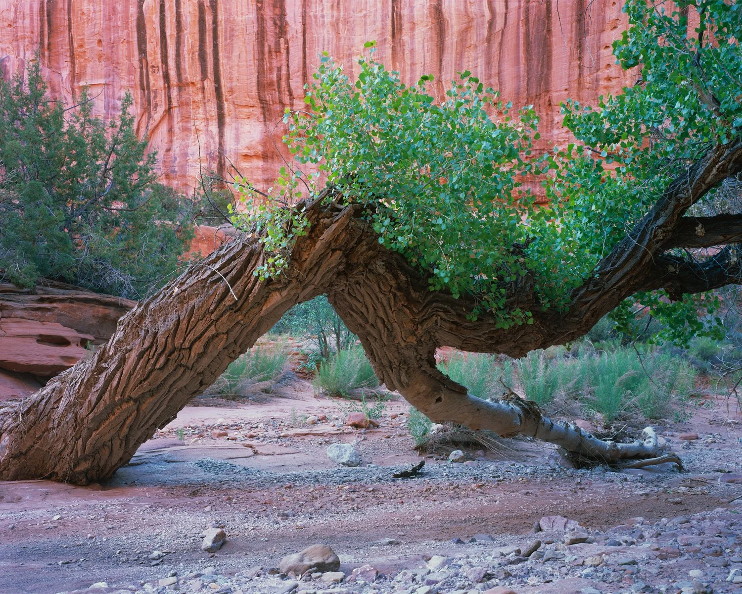   Not Dead Yet  | Glen Canyon, Utah (2026) 