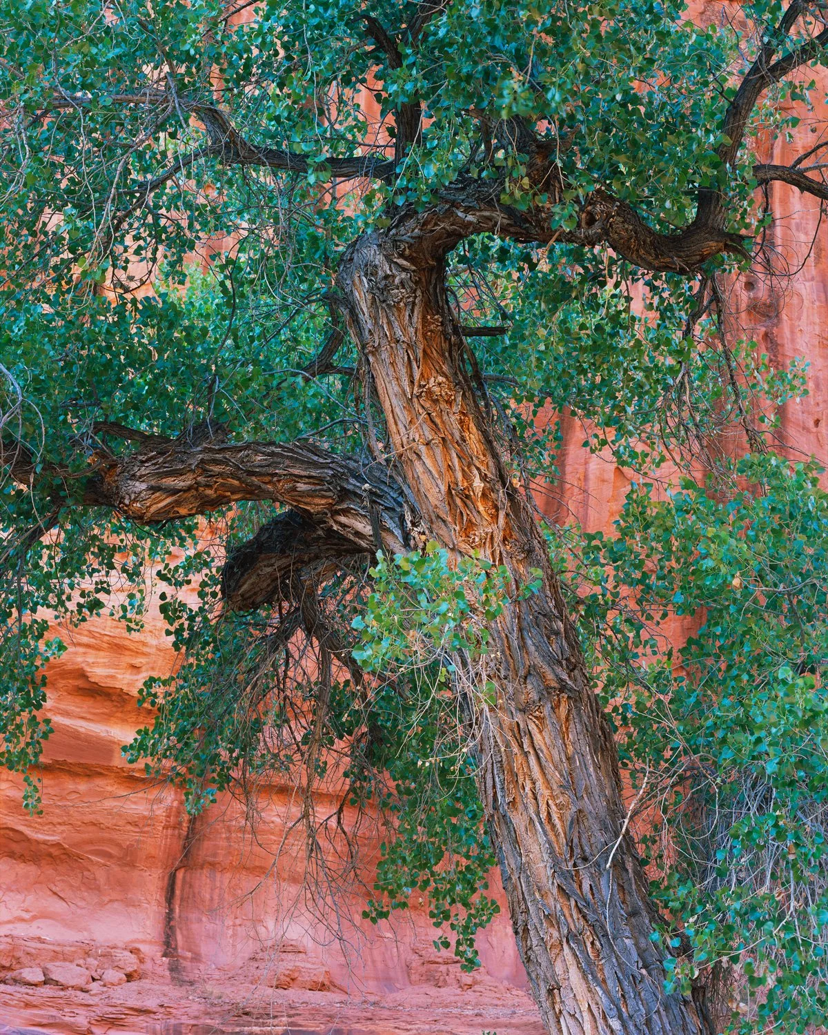   A Life Well Lived   | Glen Canyon, Utah (2026) 
