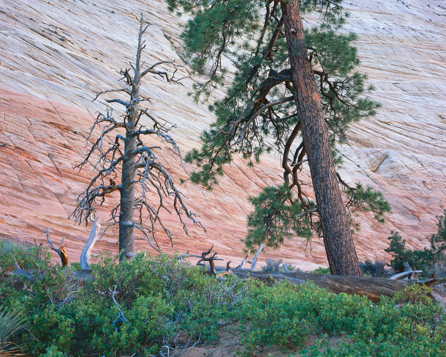   Old Friends  | Zion National Park, Utah (2024) 