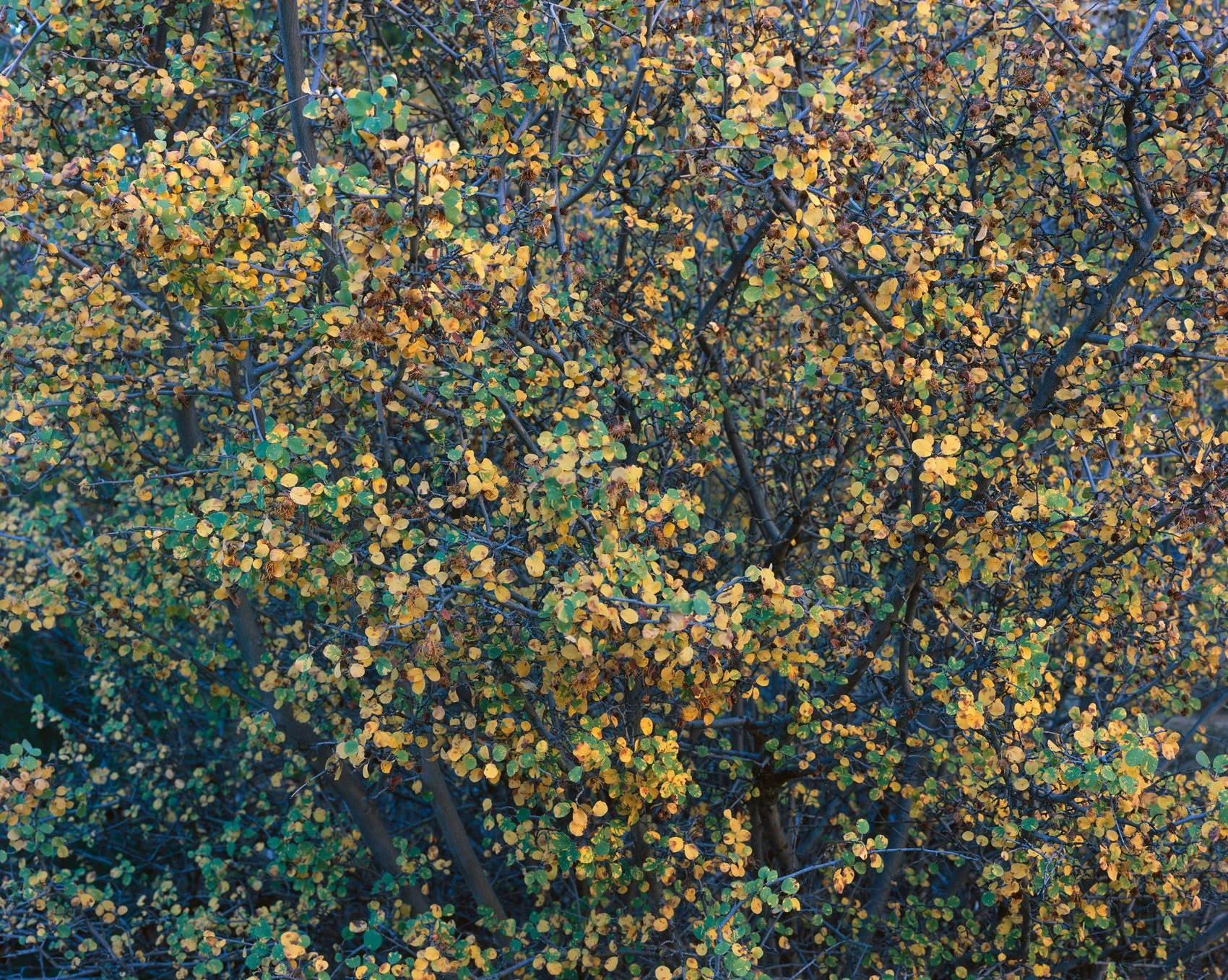 serviceberry.jpg