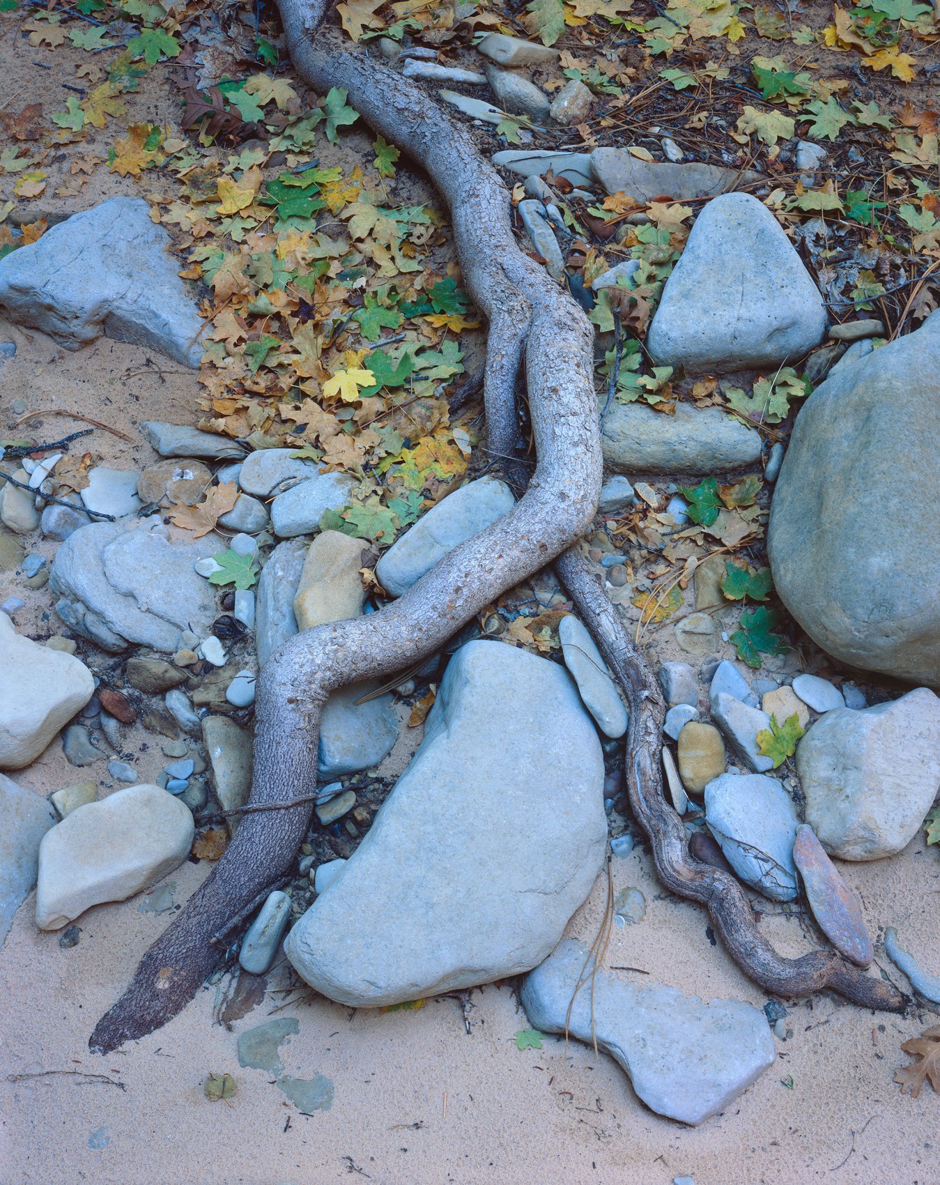 rooted.jpg